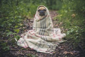 Pug with blanket